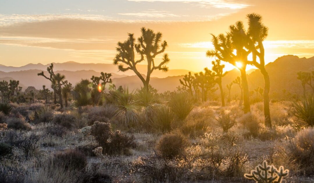 Joshua Tree National Park: Tips for First-Time Visitors
