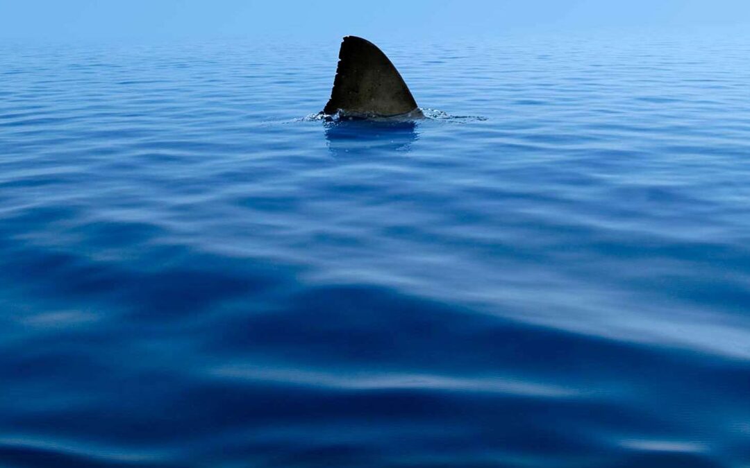 This Viral ‘Trick’ Will Help Detect When There Are Sharks Nearby