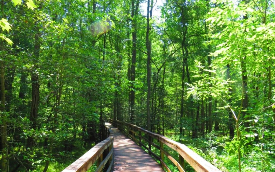 10 Tips For Planning A Trip To Congaree National Park