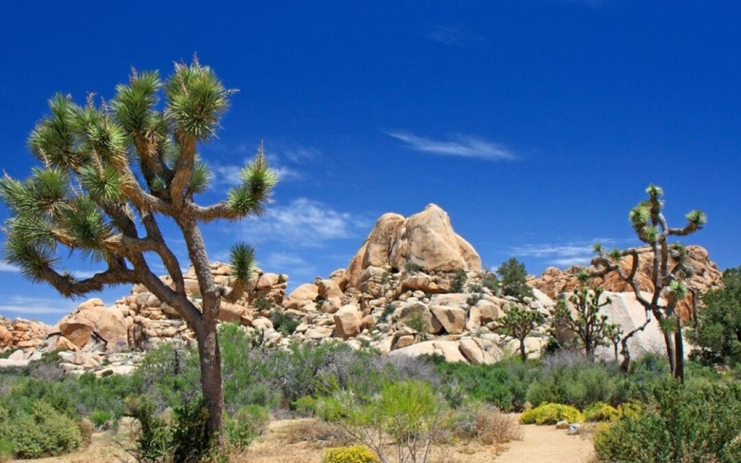 A Guide To The Easiest Hikes In Joshua Tree (With Beginner Tips)