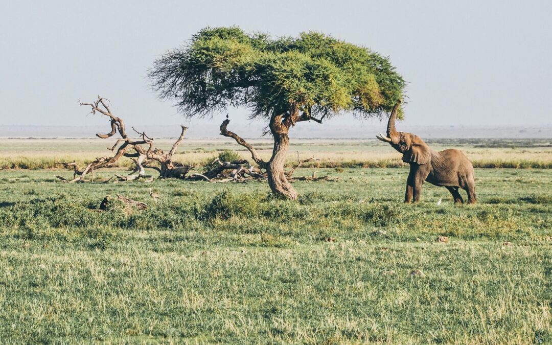 Experiencing the Amboseli National Park of Kenya