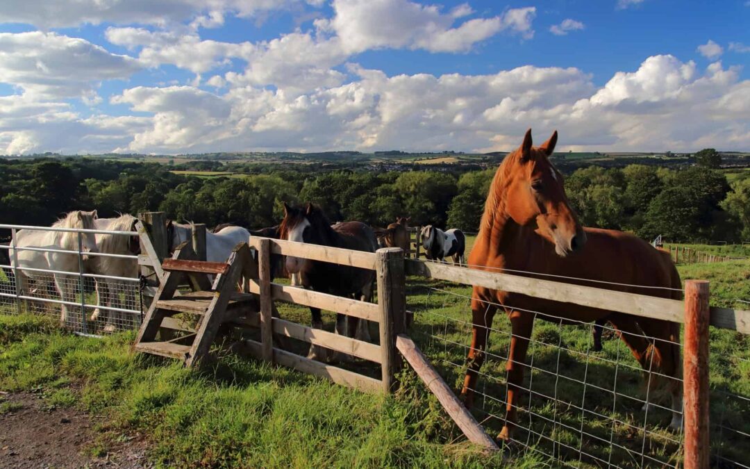 Top Destinations for Horse Riding in the UK