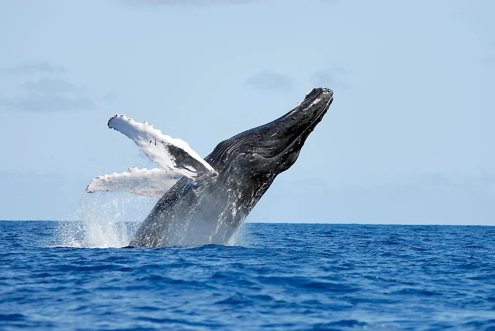 The Enchanting Migration of Humpback Whales in Samaná Bay, Dominican Republic