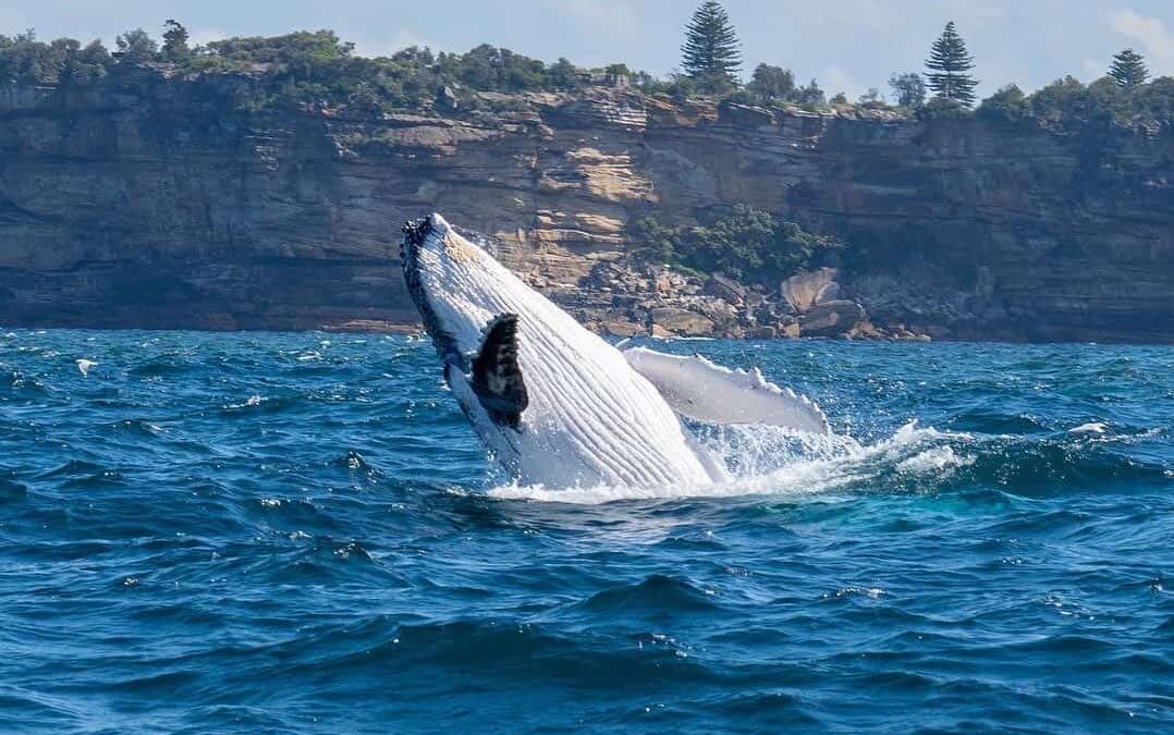 Best Time Of Year to go Whale Watching in Sydney