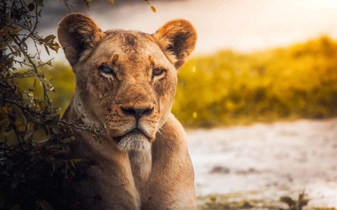 Best Time to Visit Serengeti National Park