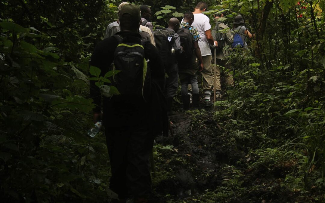 How Fit Should You Be for Gorilla Trekking in Uganda