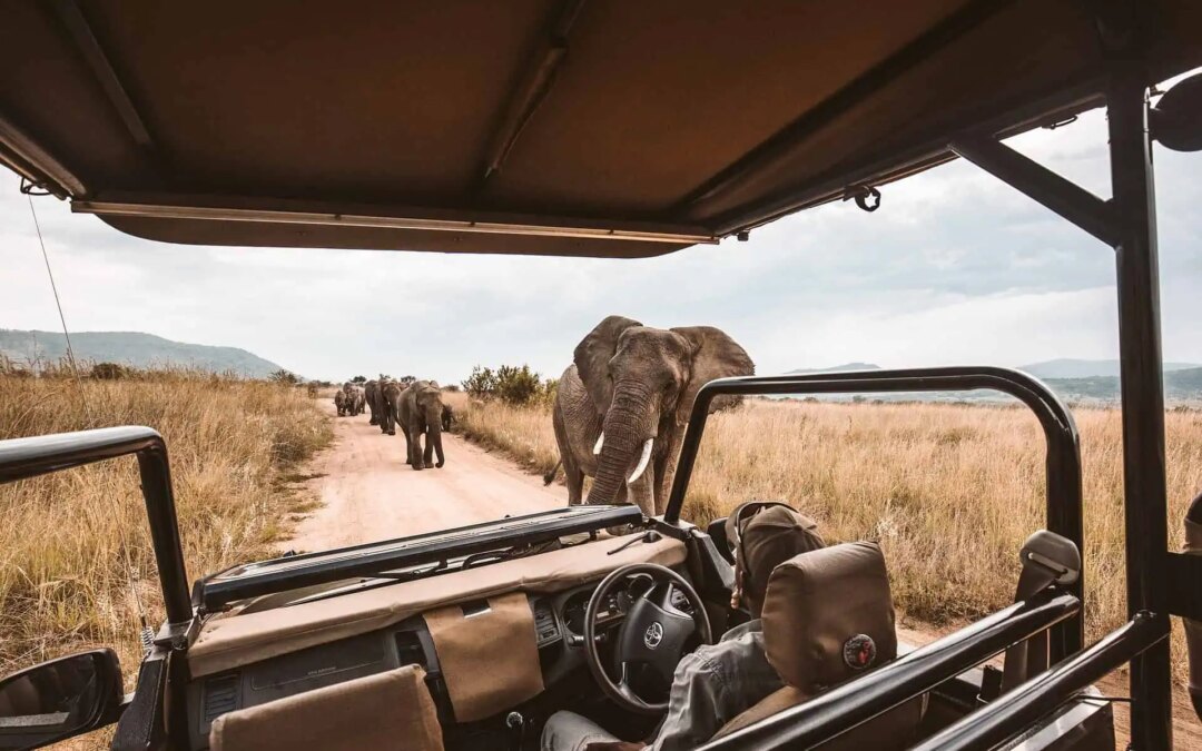 How Much Does a Uganda Safari Cost?