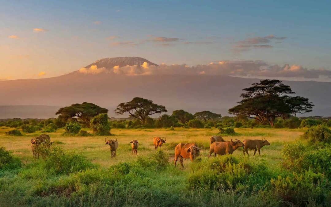 How to Plan a Budget Safari in Tanzania