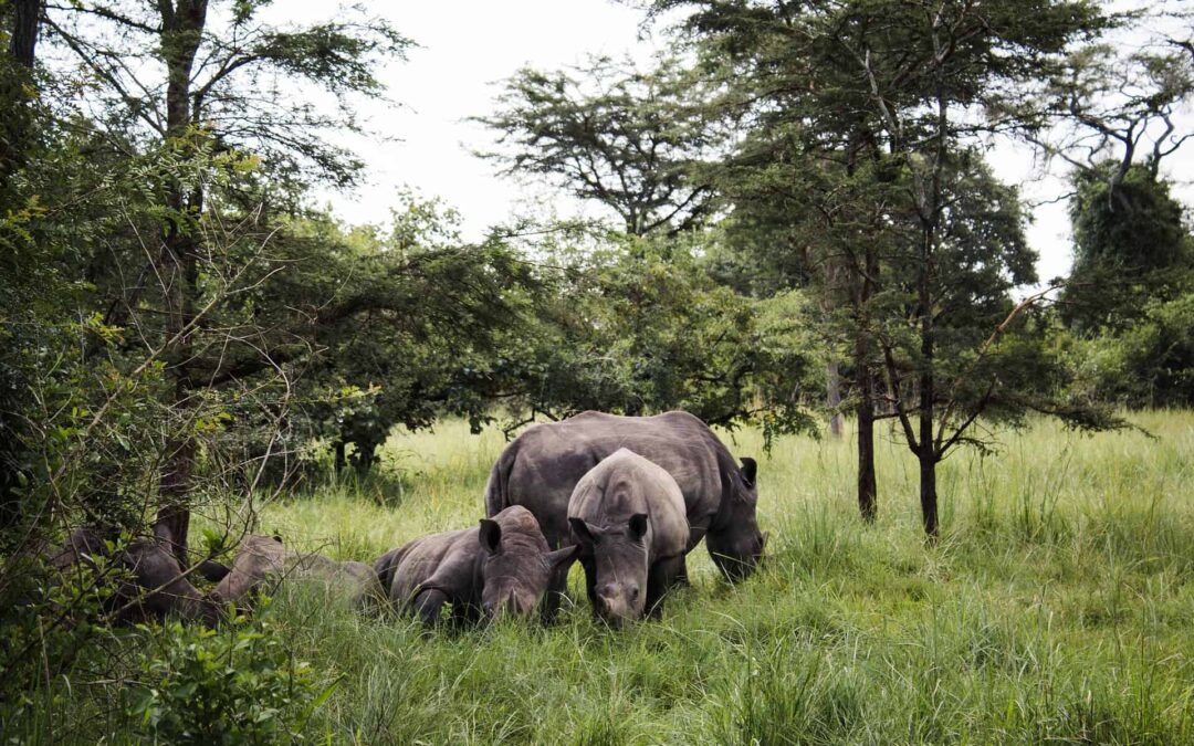 Tips for Planning a Safari in Uganda